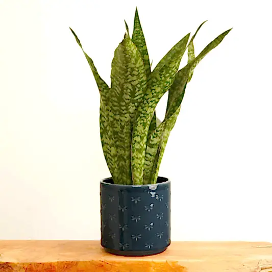 Snake Plant | Dragon | Rare Find | Snake Plants
