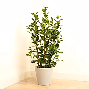 Laurel Fig | Moclame - Indoor Plant