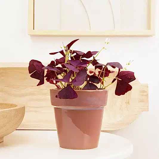 False Shamrock | Purple | Perfect Plants for Under £30