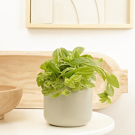 Wandering Dude | Ivory Hill | Bright Tenderness | Hard To Find | Indoor Hanging Plants