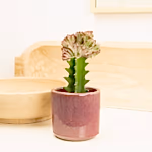 Mermaid Tail Cactus - Indoor Plant