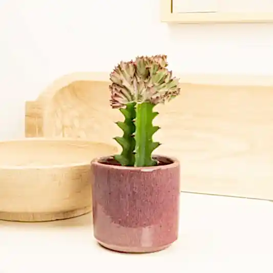 Mermaid Tail Cactus | Indoor Cactus Plants