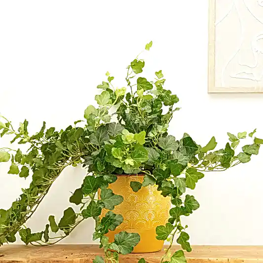 English Ivy | Wonder | Indoor Hanging Plants