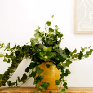 English Ivy | Wonder - Indoor Plant