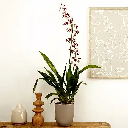 Scented Dancing Ladies Orchid | Cherry Baby | Hard To Find | Pet Safe Plants