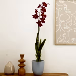 Burrageara Orchid | Nelly Isler Red Velvet - Indoor Plant