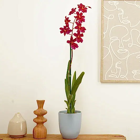 Burrageara Orchid | Nelly Isler Red Velvet | Perfect Plants for Under £30