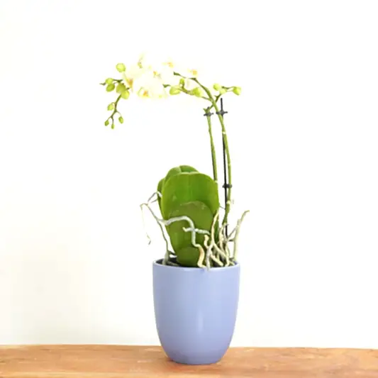 White Phalaenopsis Orchid | Dame Blanche | Orchid Plants