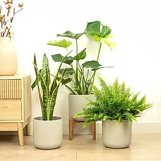 Starter Plant Parent | Plant Bundle | Monstera Plants