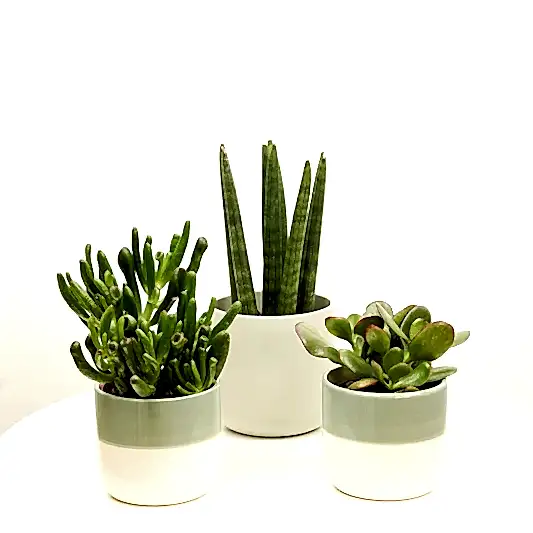 SuccuLove  | Plant Bundle | Small Plants & Tot Pots