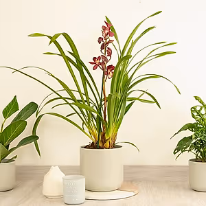 Cymbidium Orchid | Gilly - Indoor Plant