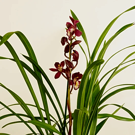 Cymbidium Orchid | Gilly | Potted Houseplants