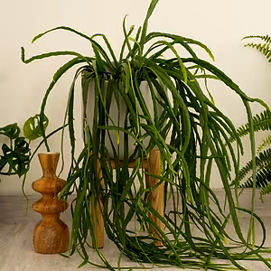 Bolivianum Forest Cactus - Indoor Plant