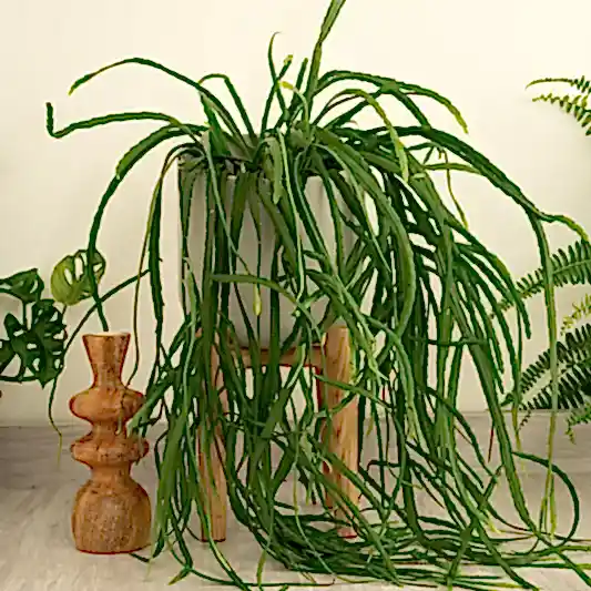 Bolivianum Forest Cactus | Indoor Hanging Plants