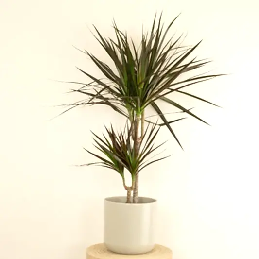 Dragon Tree | Magenta | Potted Houseplants
