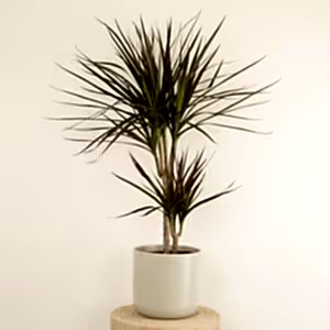Dragon Tree | Magenta - Indoor Plant