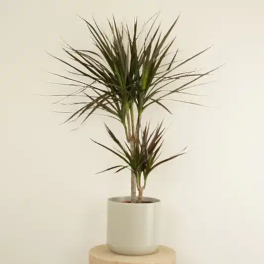 Dragon Tree | Magenta | Trees & Bonsai