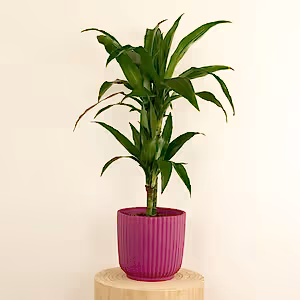 Palm | Janet Craig - Indoor Plant