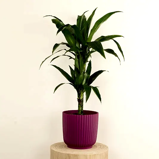 Palm | Janet Craig | Trees & Bonsai