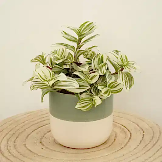 Wandering Dude | Brightness | Exotic & Tropical Plants