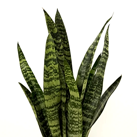 Snake Plant | Zeylanica | Potted Houseplants