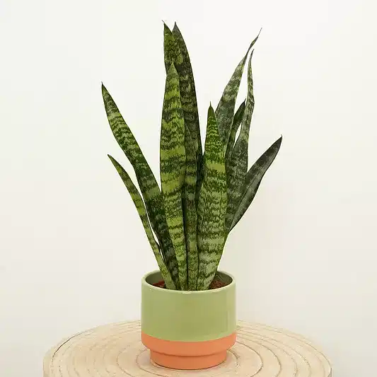 Snake Plant | Zeylanica | Snake Plants