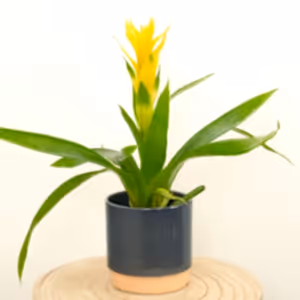 Bromeliad | Guzmania | Deseo Yellow - Indoor Plant