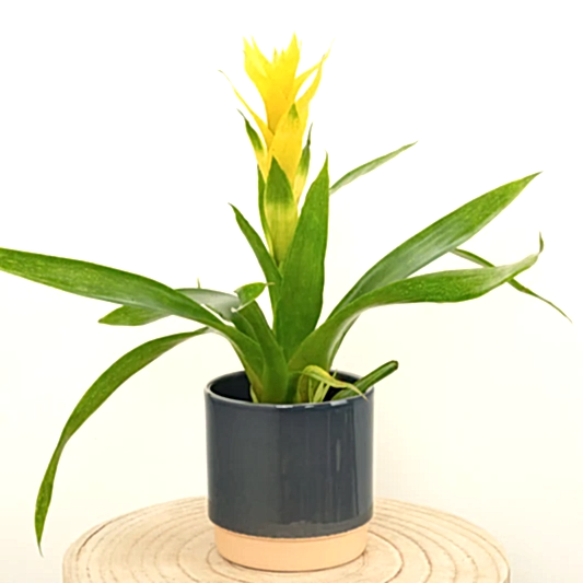 Bromeliad | Guzmania | Deseo Yellow | Bromeliad & Guzmania