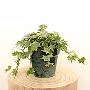 English Ivy | White Ripple - Indoor Plant
