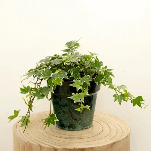 English Ivy | White Ripple | Indoor Hanging Plants