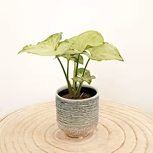 Arrowhead Vine | White Butterfly - Indoor Plant