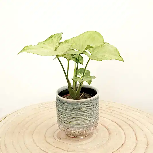 Arrowhead Vine | White Butterfly | Climbing & Vine Plants