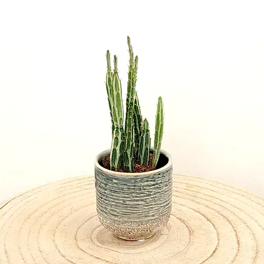 Pickle Plant | Small Plants & Tot Pots