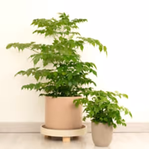 China Doll Plant - Indoor Plant