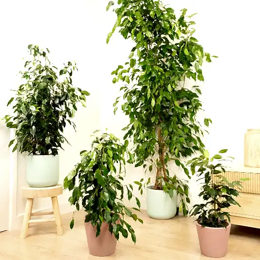 Weeping Fig | Danielle | Ficus & Fig Plants