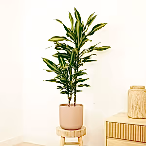 Corn Plant | Cintho - Indoor Plant