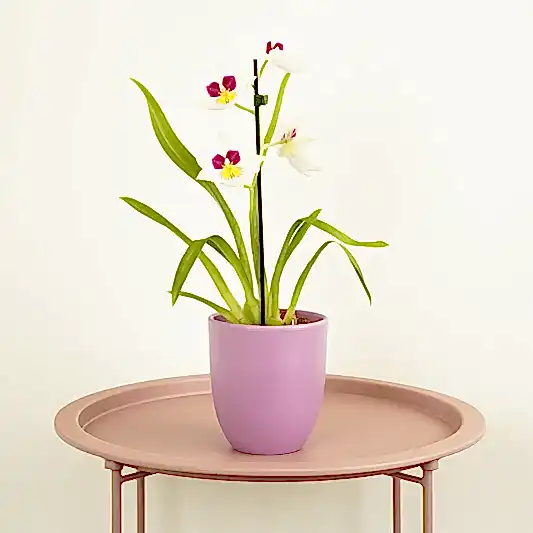 Pansy Orchid | Potted Houseplants