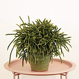 Mousetail Cactus | Horrida - Indoor Plant