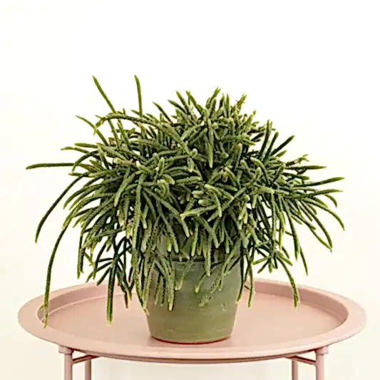 Mousetail Cactus | Horrida | Indoor Cactus Plants