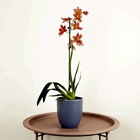 Burrageara Orchid | Nelly Isler Orange | Potted Houseplants