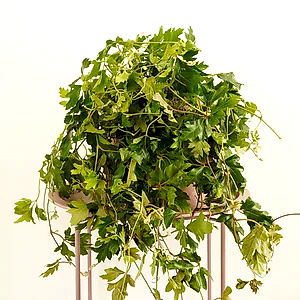 Grape Ivy | XL - Indoor Plant