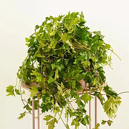 Grape Ivy | XL | Indoor Hanging Plants