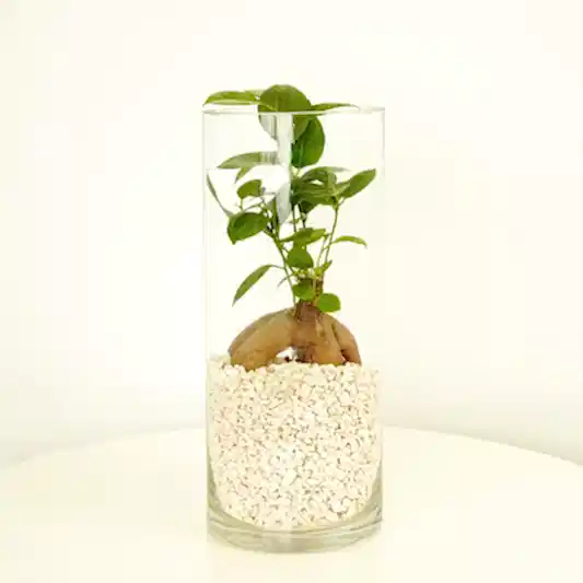 Pot Belly Fig | Terrarium | Ficus & Fig Plants