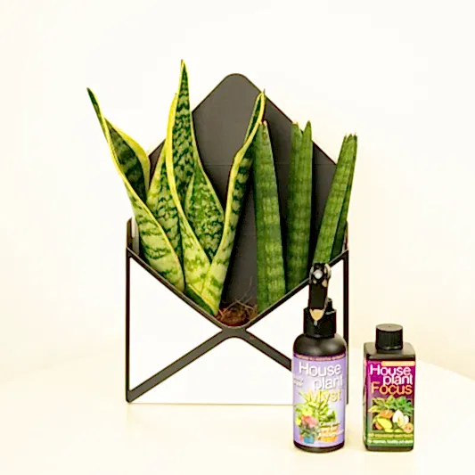 Snake Plant Gift Box | Snake Plants
