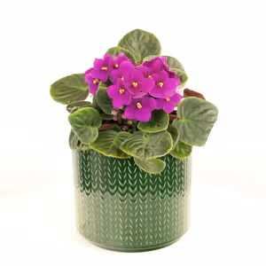 African Violet | Maroon - Indoor Plant