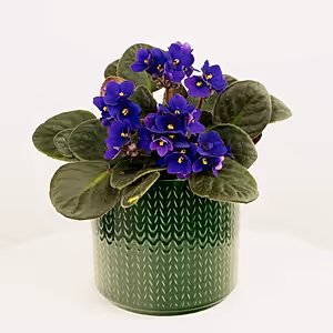 African Violet | Purple - Indoor Plant