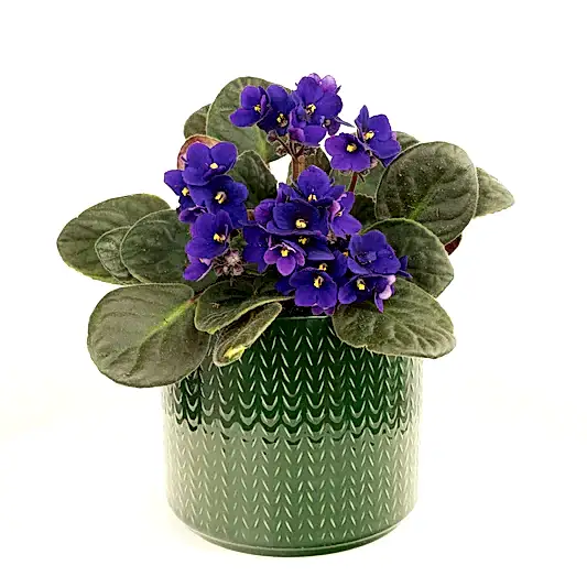 African Violet | Purple | Exotic & Tropical Plants