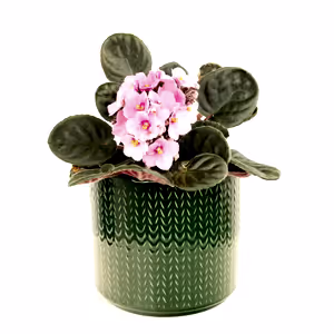 African Violet | Pink - Indoor Plant