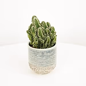 Apple Cactus | Paolina - Indoor Plant