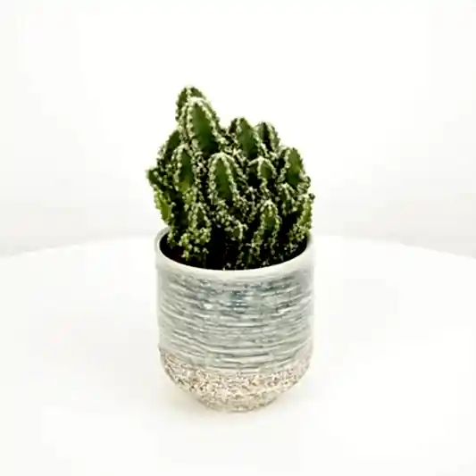 Apple Cactus | Paolina | Indoor Cactus Plants
